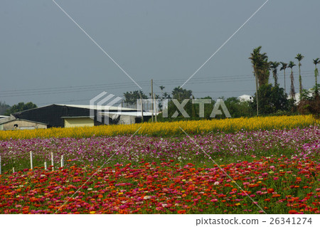 Flowers Flowers 26341274