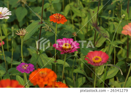 Flowers 26341279