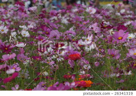 Flowers Flowers 26341319