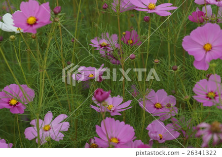Flowers Flowers 26341322