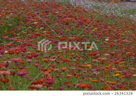 花 花 26341326