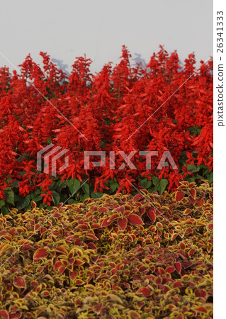 Flowers Flowers 26341333