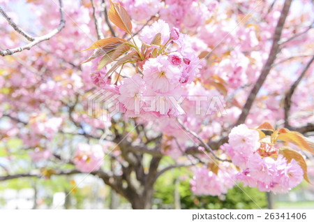 Double cherry blossoms 26341406