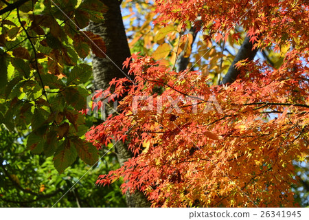 Autumn leaves of Autumn deep Kiba Park Autumn leaves of Autumn deep Kiba Park 26341945