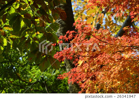 Autumn leaves of Autumn deep Kiba Park Autumn leaves of Autumn deep Kiba Park 26341947