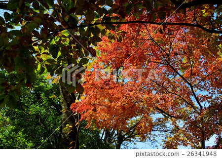 Autumn leaves of Autumn deep Kiba Park Autumn leaves of Autumn deep Kiba Park 26341948