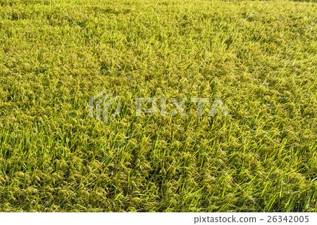 黃金稻浪 26342005