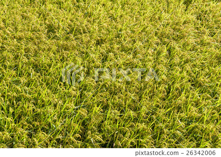 黃金稻浪 26342006