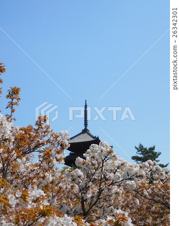 Omori cherry tree 26342301