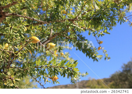 摩洛哥的摩洛哥堅果。摩洛哥的摩洛哥堅果 26342741