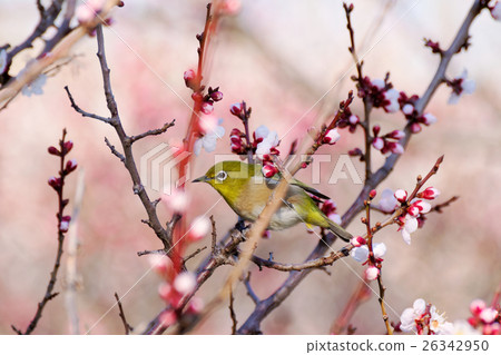 Meiro and plum 26342950