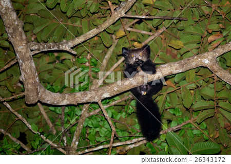 Aye-aye (Daubentonia madagascariensis) lemur Aye-aye (Daubentonia madagascariensis) lemur 26343172