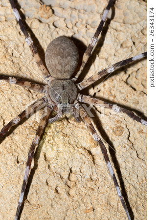 Zebra spider Viridasius fasciatus 26343174
