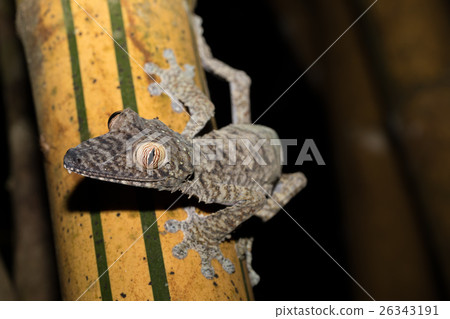 Giant leaf-tailed gecko, Uroplatus fimbriatus 26343191