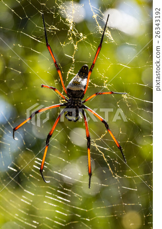 Golden silk orb-weaver on net 26343192