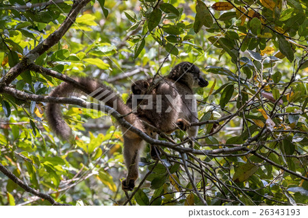 Common brown lemur with baby on back 26343193