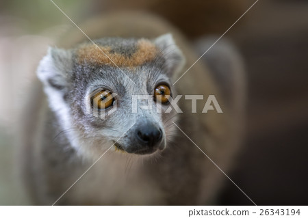 crowned lemur Ankarana National Park 26343194