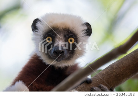Coquerel's sifaka (Propithecus coquereli) 26343198