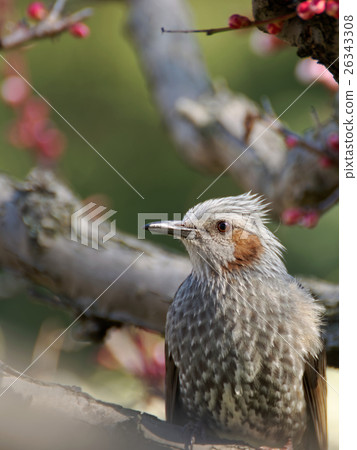 Brown eared plum and plum tree Brown eared plum and plum tree 26343308