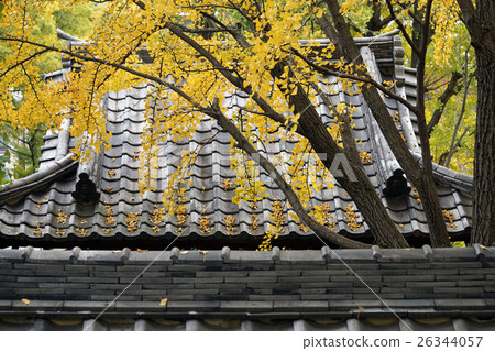 繁殖山聖銀杏 26344057