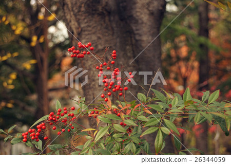 淺草寺秋葉 26344059