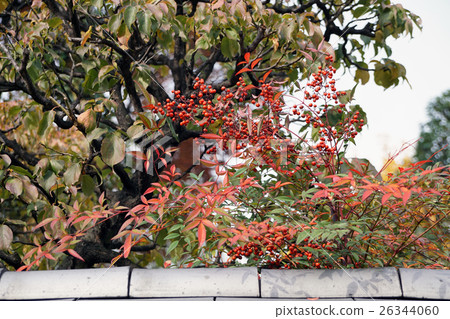 淺草寺秋葉 26344060