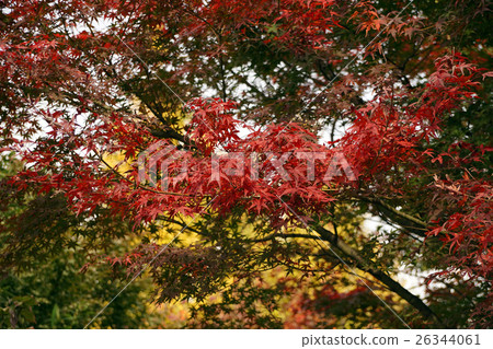 淺草寺秋葉 26344061