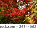 淺草寺秋葉 26344062