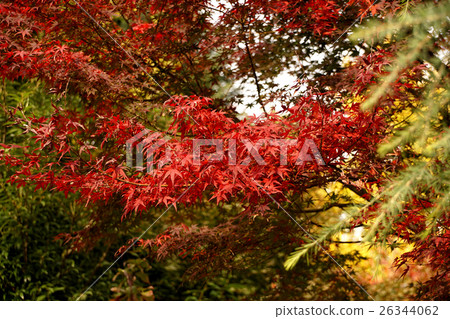 淺草寺秋葉 26344062