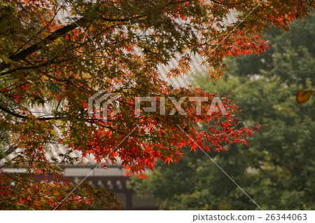 淺草寺秋葉 26344063