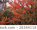 淺草櫻桃樹秋葉 26344118
