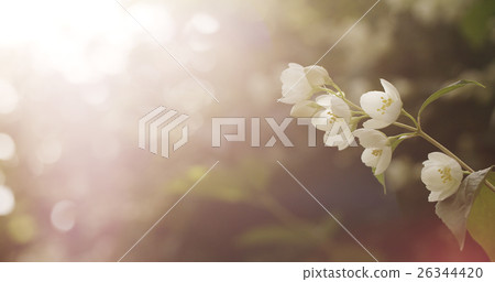 jasmine white flowers in sunset light jasmine white flowers in sunset light 26344420