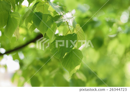 grenn young linden leaves in sunny day 26344723