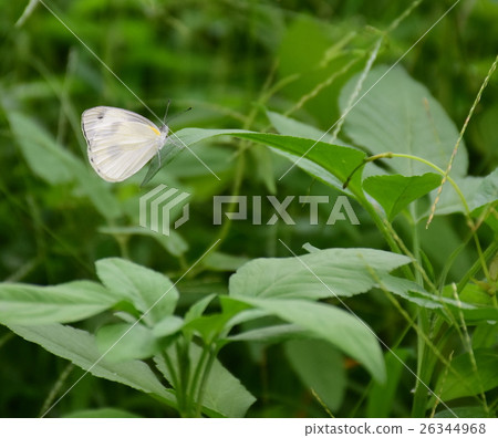 小白蝶 26344968