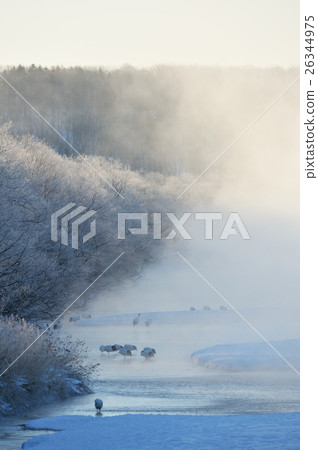 Dawn of a rooster crane 26344975