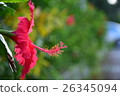 小花 26345094