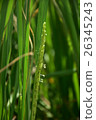 稻穗 26345243
