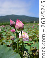 蓮花 26345245