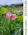 蓮花 26345246
