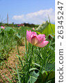 蓮花 26345247