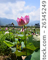 蓮花 26345249