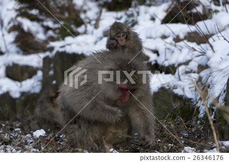 Snow monkey Jigokudani dancing children 26346176