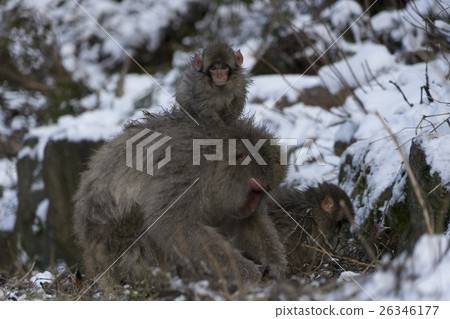Snow monkey Jigokudani dancing children 26346177