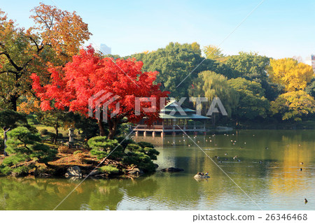 Fall of the Kiyosumi garden. Autumn leaves of the goby tree and Ryoi (November) Koto Ward, Tokyo 26346468