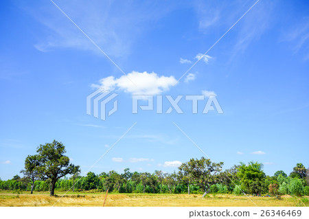 Rice field with blue sky and cloud background  26346469