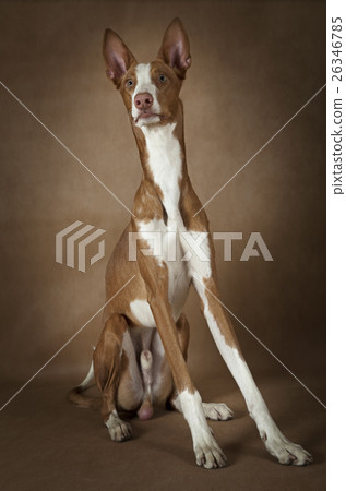 Purebred Podenco ibicenco dog  26346785