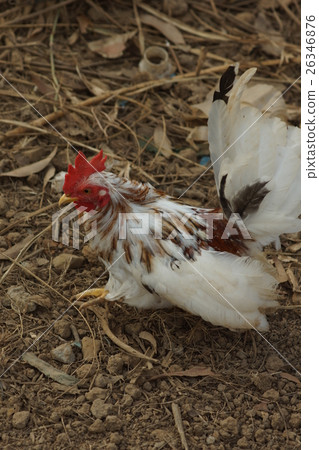 雞 26346876