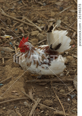 雞 26346878