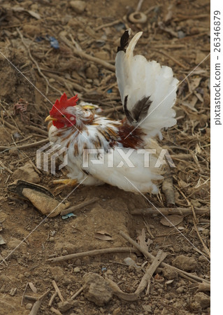 雞 26346879