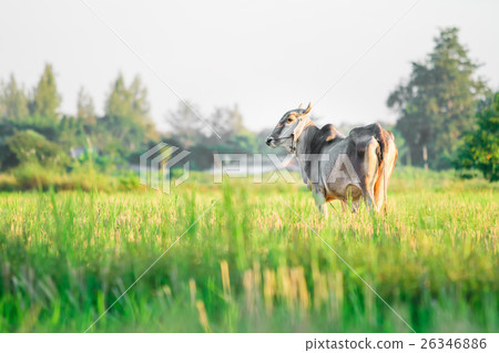 Thai Native Breed Cow on grass Thai Native Breed Cow on grass 26346886